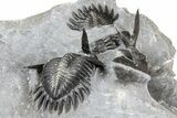 Uncommon Mrakibina Trilobite With Partials - Mrakib, Morocco #362823-7